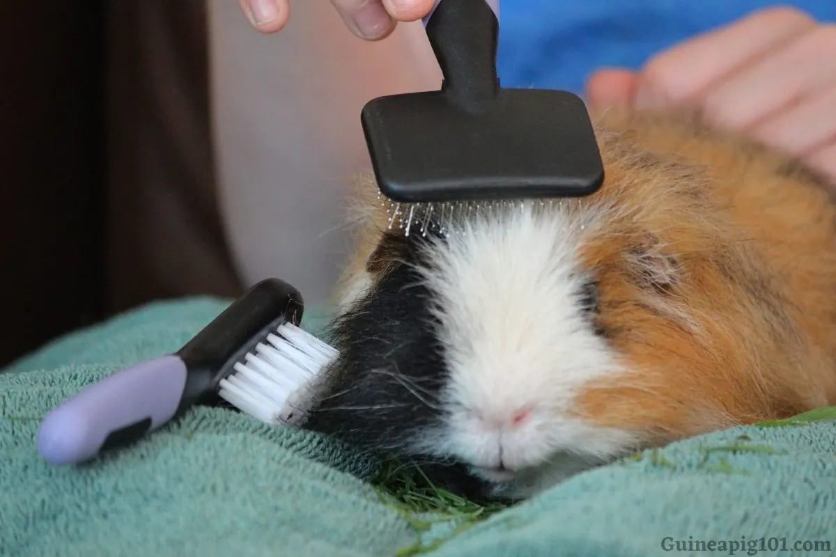 Brushing Guinea Pigs Hair