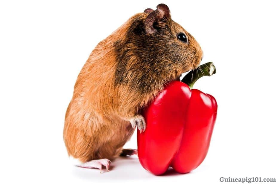 Can Guinea Pigs Eat Bell Peppers? (Serving Size, Risks & More)