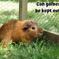 Can guinea pigs be kept outside?