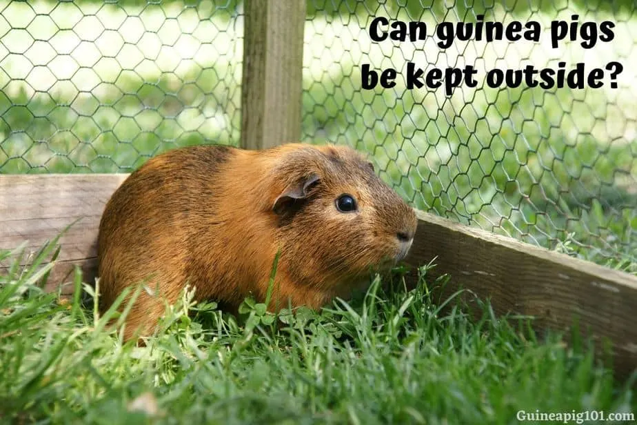 Can Guinea Pigs Live Outside In Summer Winter Ideal Temperature Guinea Pig 101