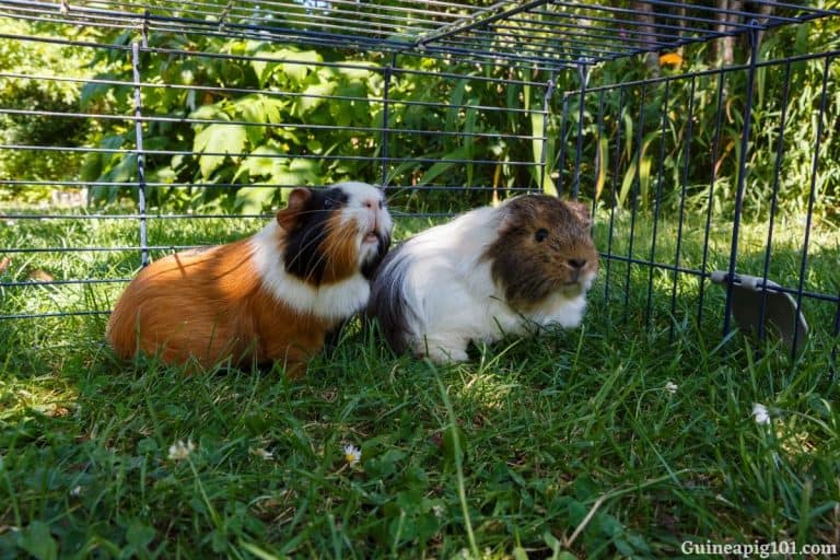 Do Guinea Pigs Fight Why How To Stop Do Guinea Pigs Fight Why How To Stop