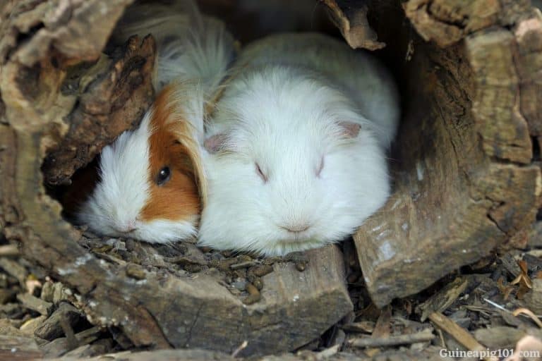 Why Is My Guinea Pig Always Hiding? (Reasons+What To Do) – Guinea Pig 101
