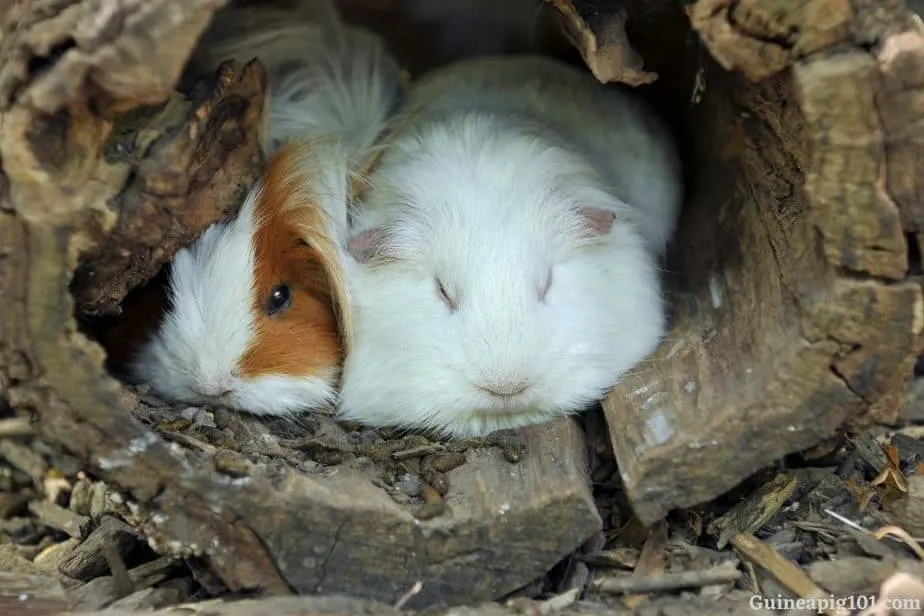 Guinea pig sleep schedule