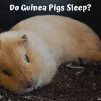 Do guinea pigs sleep