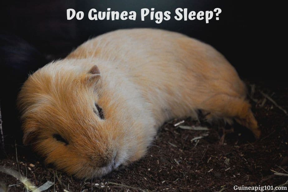 Do Guinea Pigs Sleep: This Is What Experts Tell About It