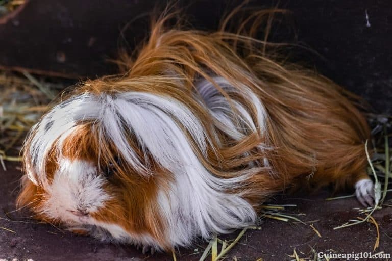 16 Signs Of Old Age In Guinea Pigs