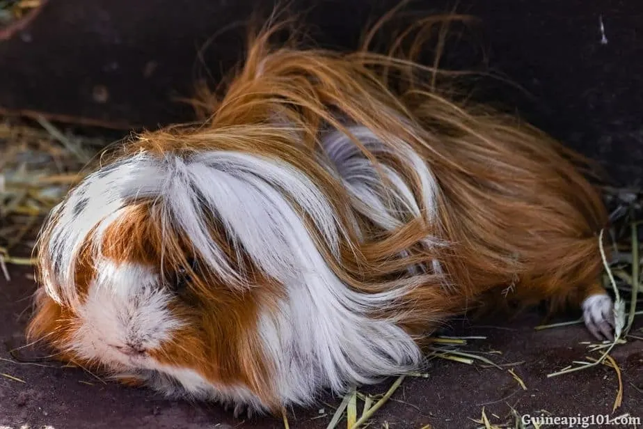 How do I know if my guinea pig is sleeping?