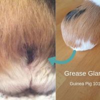 Guinea pig grease gland