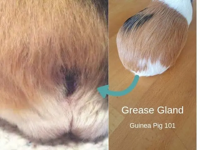 Guinea pig grease gland