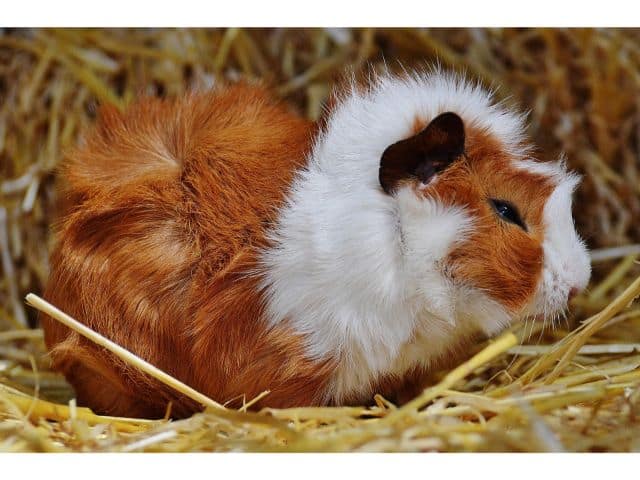 Can Guinea Pigs Close Their Eyes? (Do Guinea Pigs Blink)