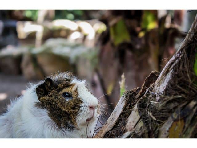 Guinea pig close their eyes