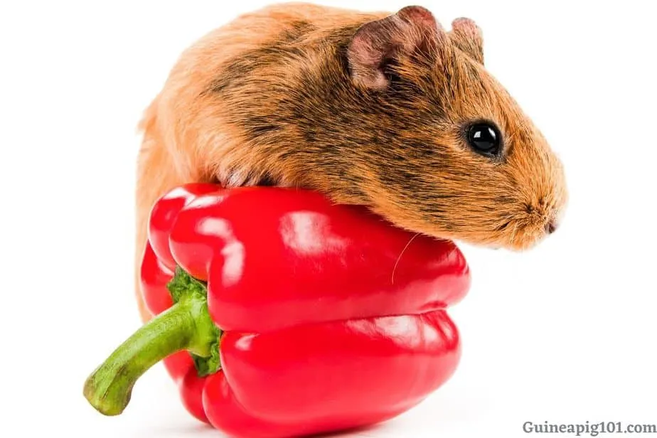 Are bell peppers good for guinea pigs?