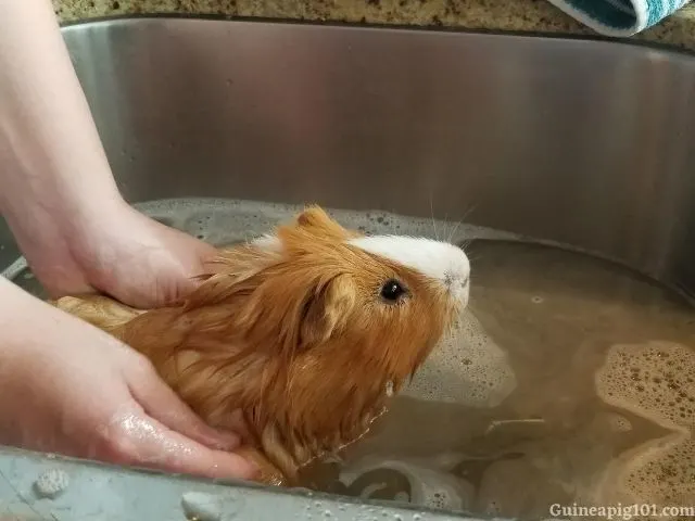 Shampoo for guinea pig