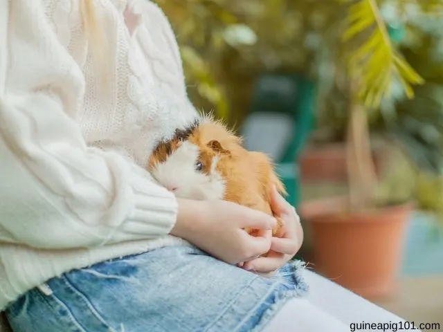 What are some fun facts about guinea pigs