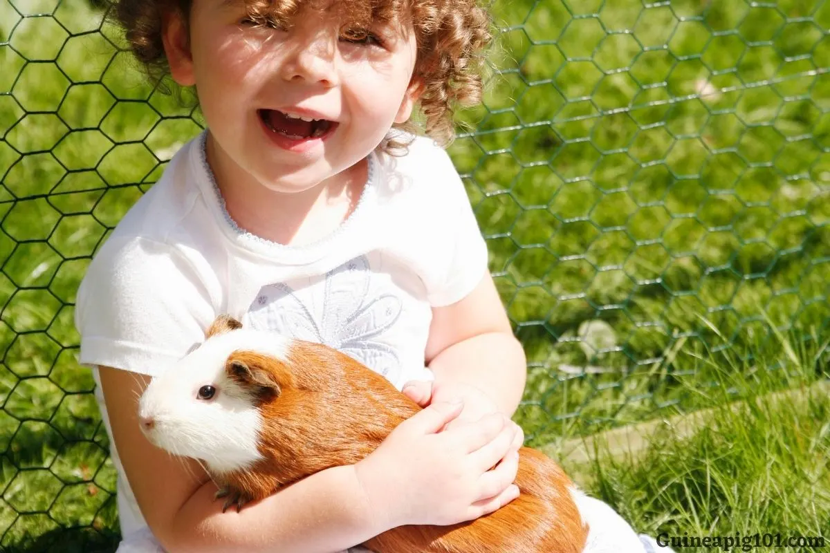 What care does a guinea pig need