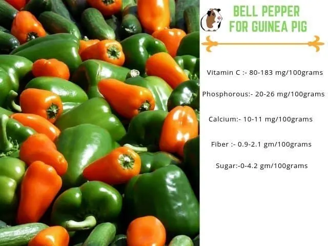 bell pepper for guinea pigs