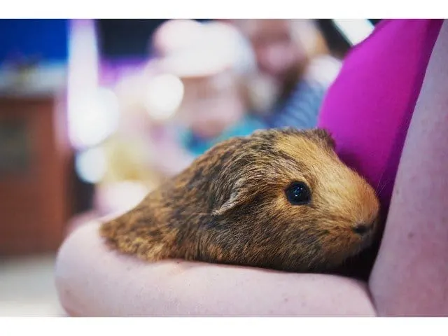 Can you sleep with a guinea pig