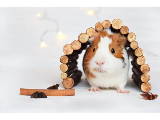 guinea pig toys