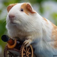 interesting facts about guinea pigs
