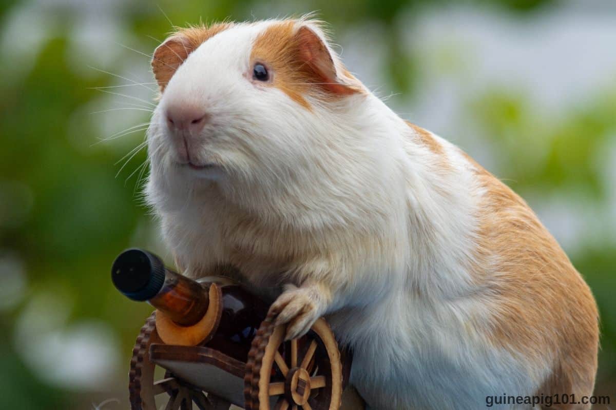 Facts About Guinea Pigs That 78 People Wish They Had Learned Sooner