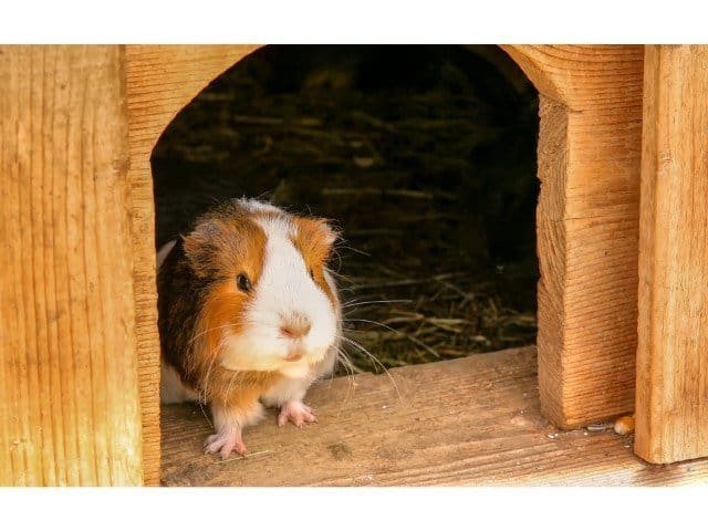 can guinea pigs be kept outside
