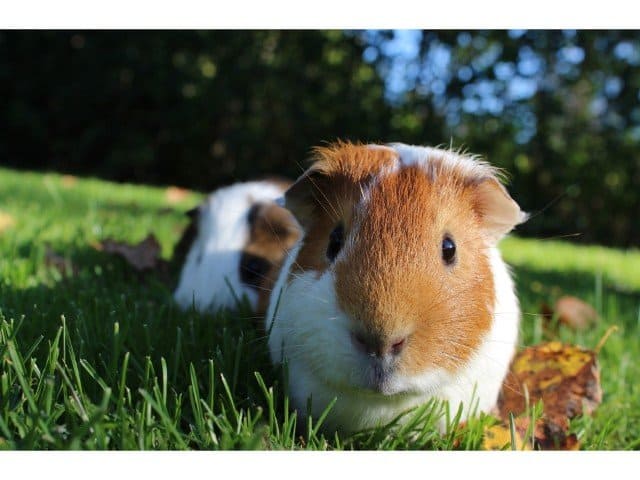 Can guinea pigs live outside in summer