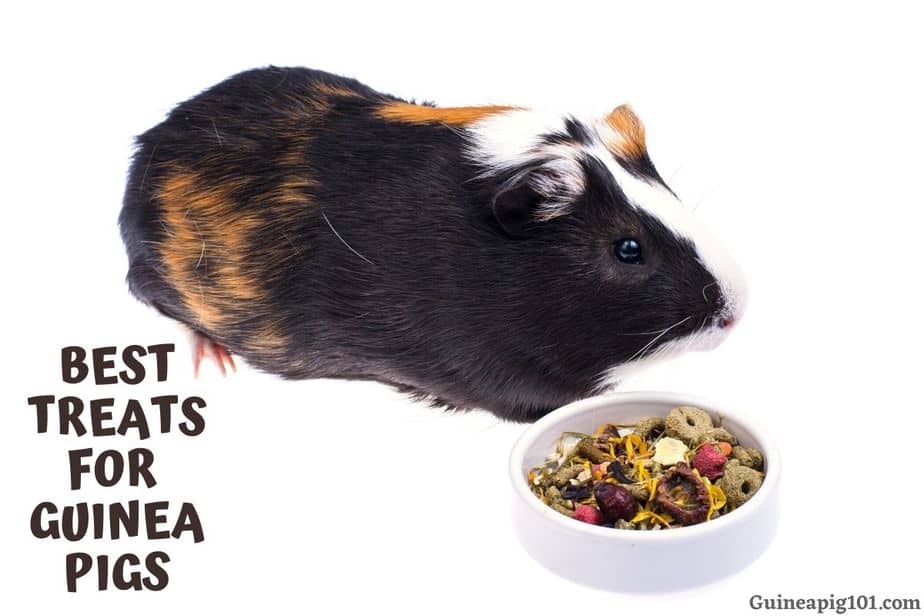treats to give guinea pigs