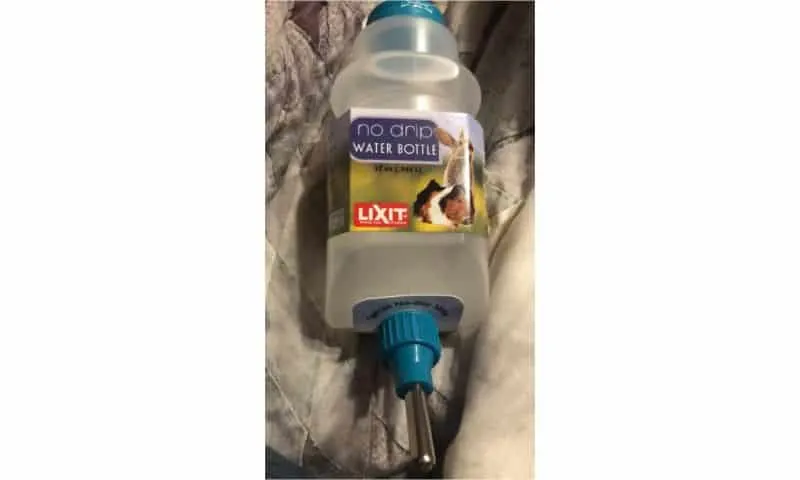 Best water bottle for guinea pigs
