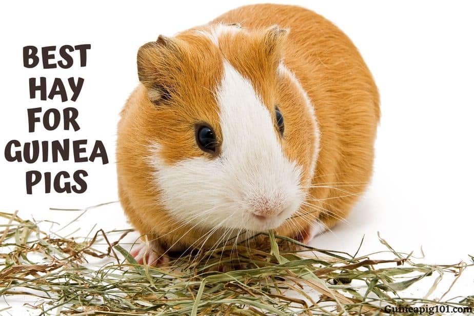 is hay good for guinea pigs