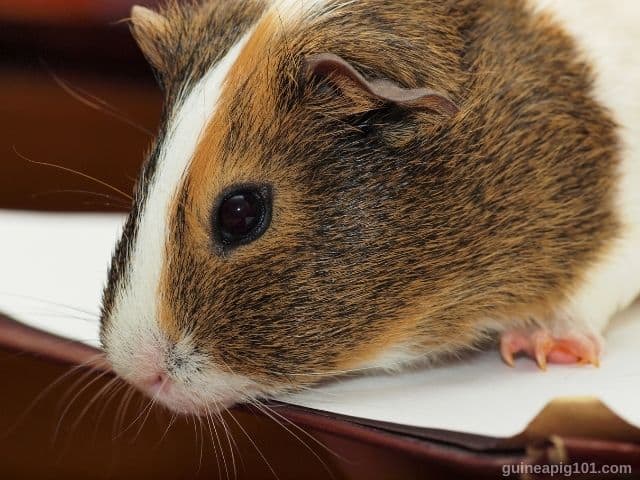 Are guinea pigs noisy