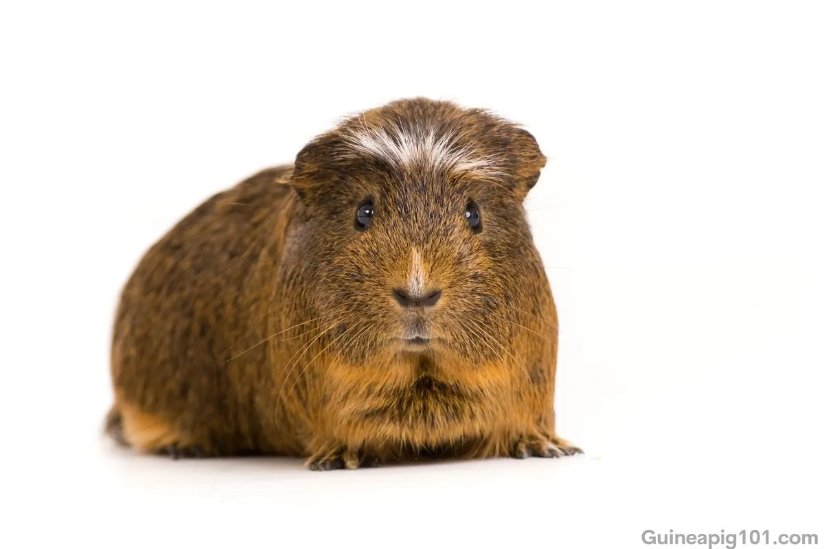 Crested Guinea Pig