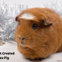 American crested guinea pig