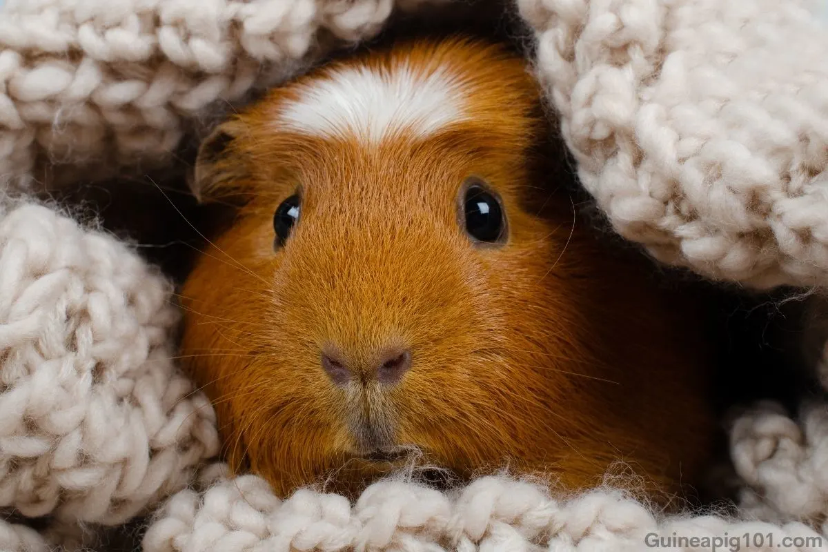 Crested guinea pig toys