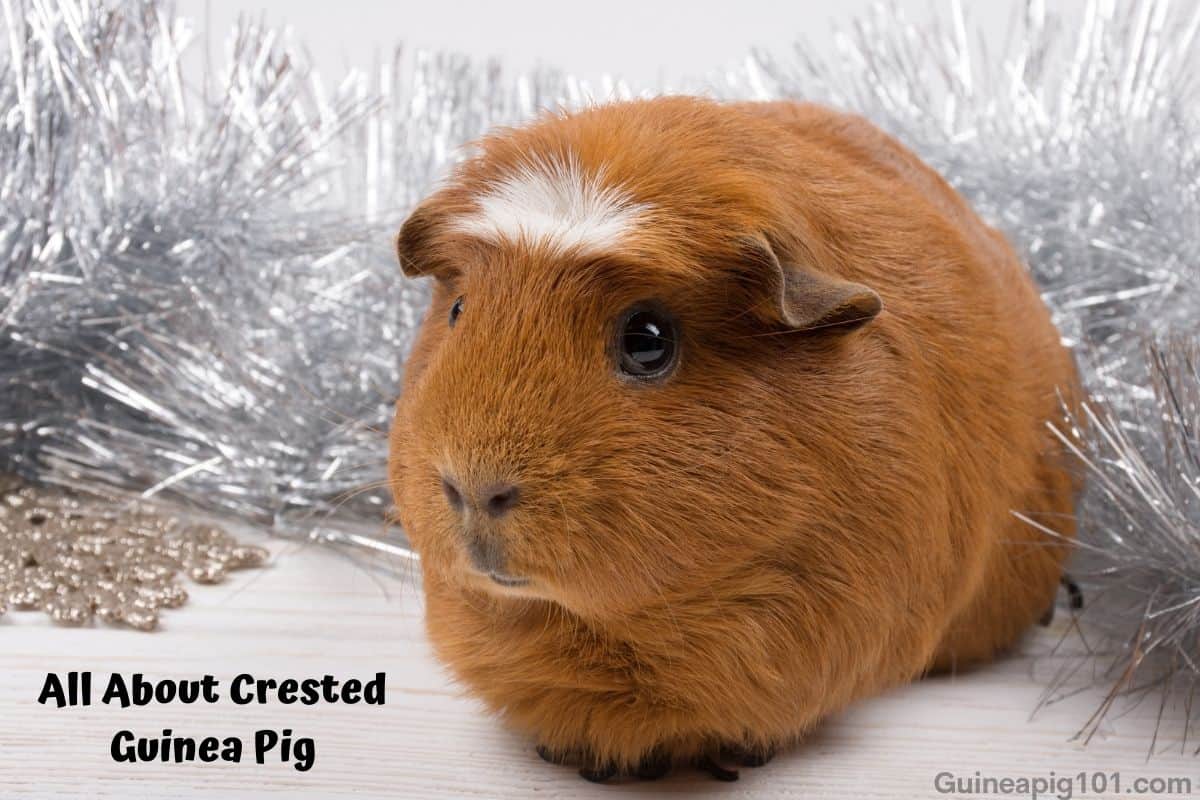 American crested guinea pig
