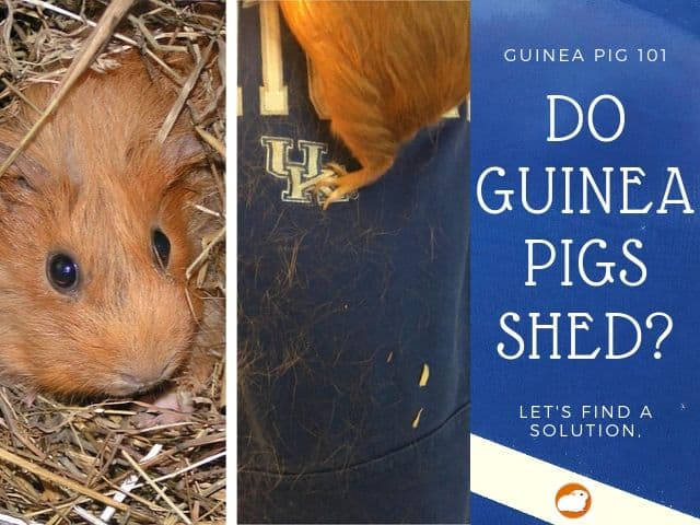 Do Guinea Pigs Shed Tips For Keeping Your Home Hair Free