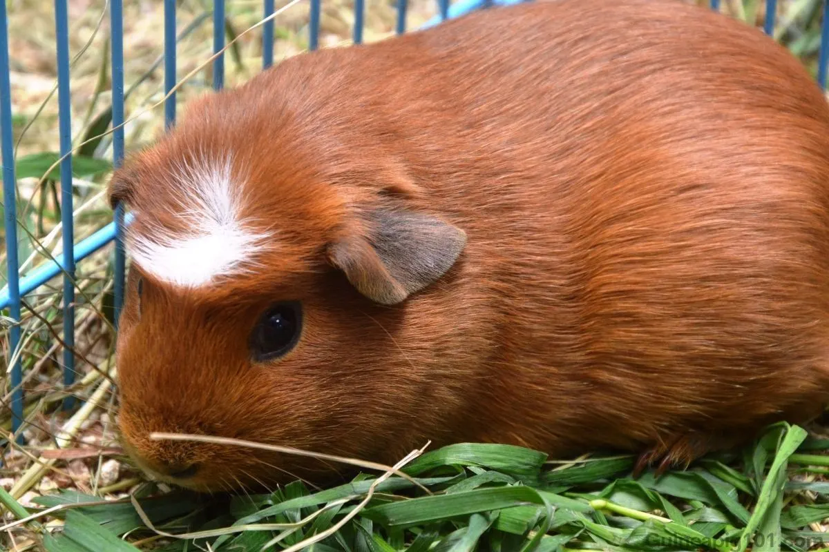 crested guinea pig