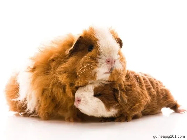 How much do texel guinea pigs price
