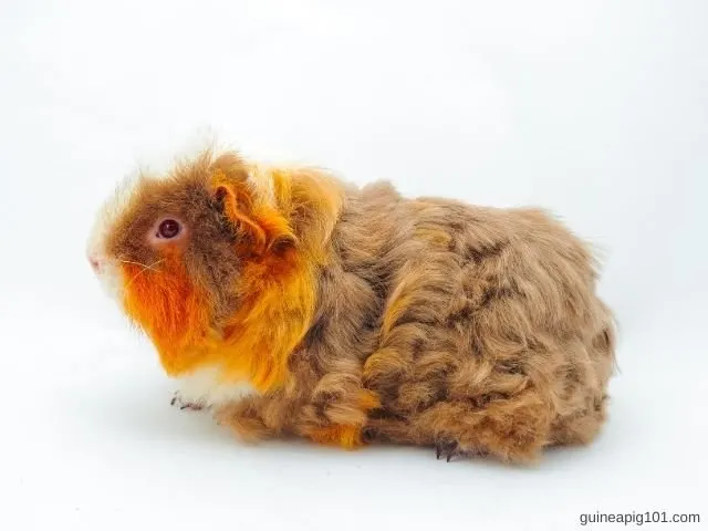 How to groom Texel guinea pig