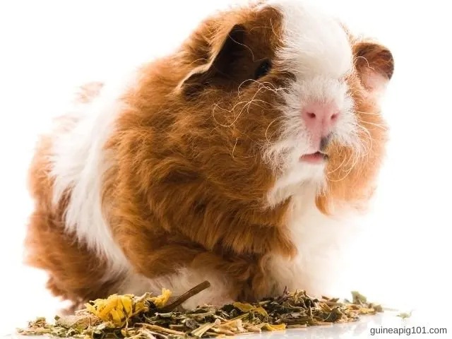 Texel Guinea Pig Care