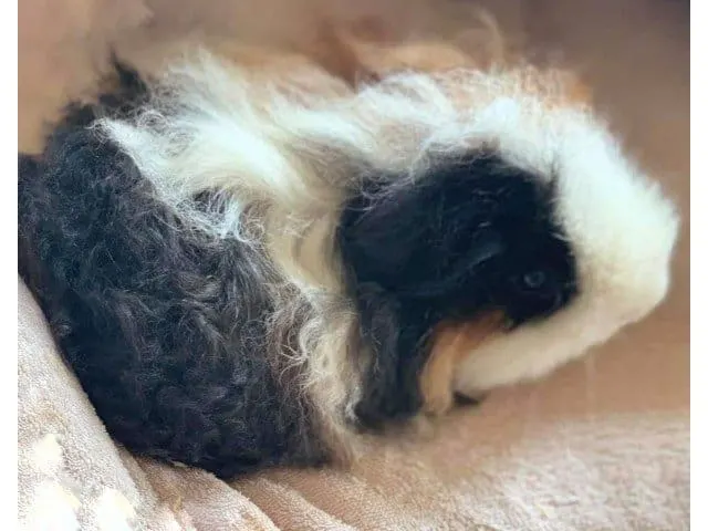 Texel guinea pig personality