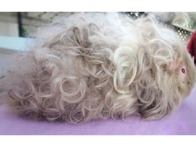 Texel guinea pig grooming