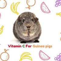 Vitamin C For Guinea Pigs