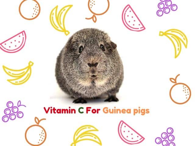 guinea pigs need vitamin c