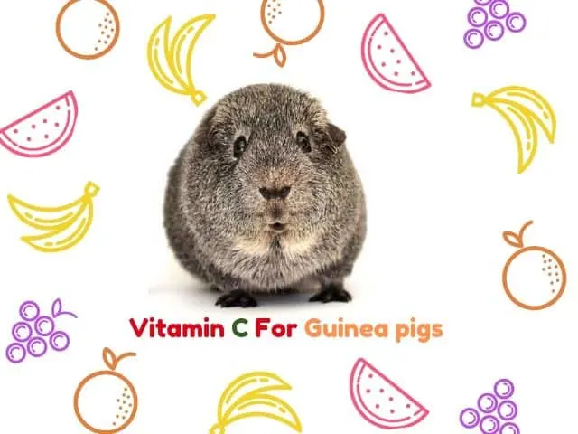Vitamin C For Guinea Pigs