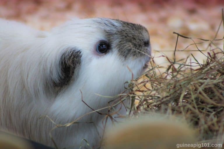 Are Guinea Pigs Noisy At Night?