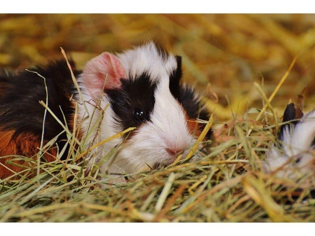 Guinea Pig Hay (What Type, How Much): A Complete Guide For Owners