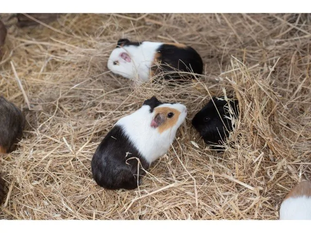 Guinea Pig Hay What Type How Much A Complete Guide For Owners