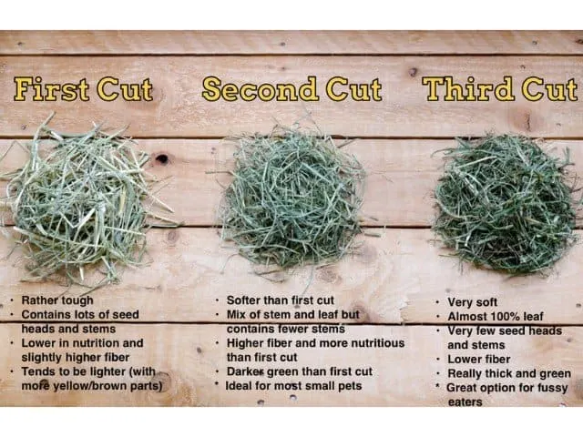 Types of hay hot sale for guinea pigs