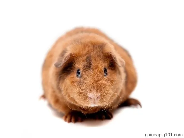 Are Teddy guinea pigs friendly