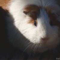 Can guinea pigs see in the dark? Do they need light at night